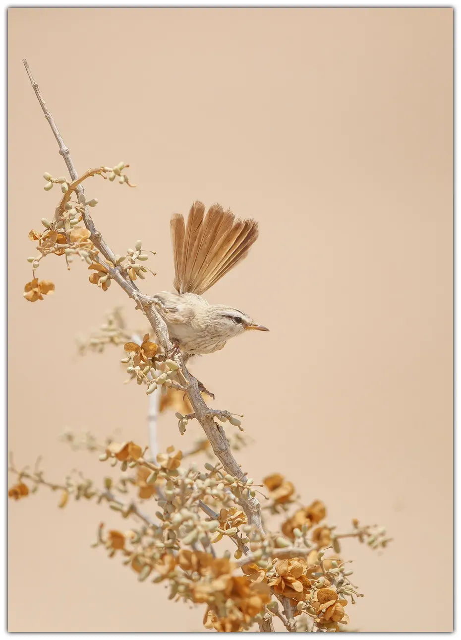 Scrub Warbler Plakat