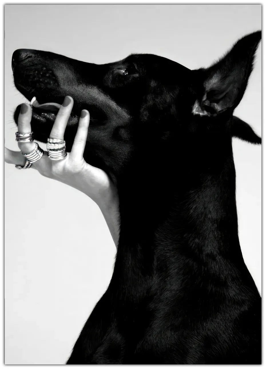Dobermann Plakat