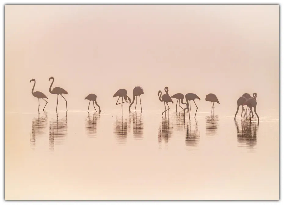 Flamingos in the mist Plakat