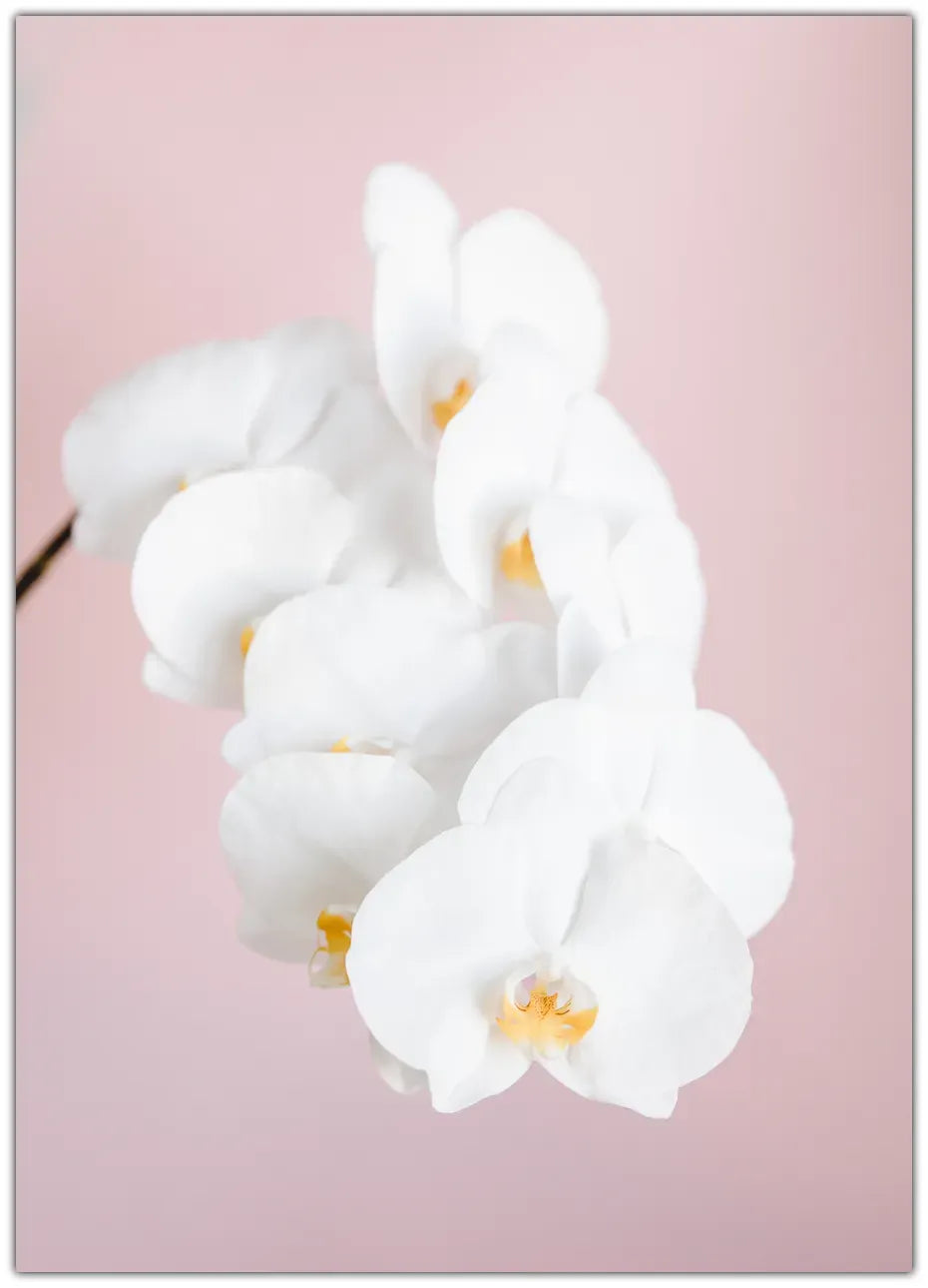 Orchid 2 Plakat