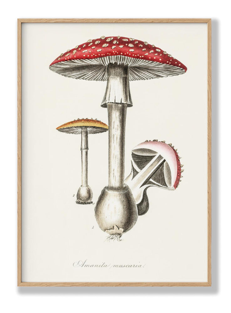 Amanita Muscaria Illustration. Medical Botany 1836 Plakat