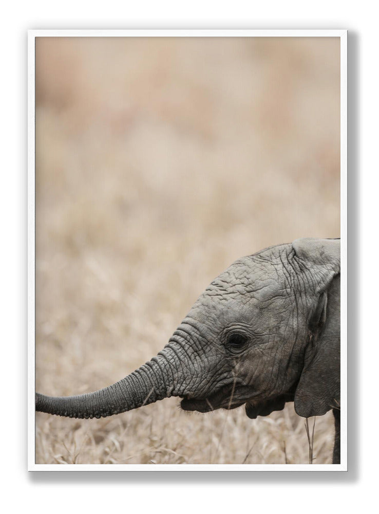 Jellybaby Plakat