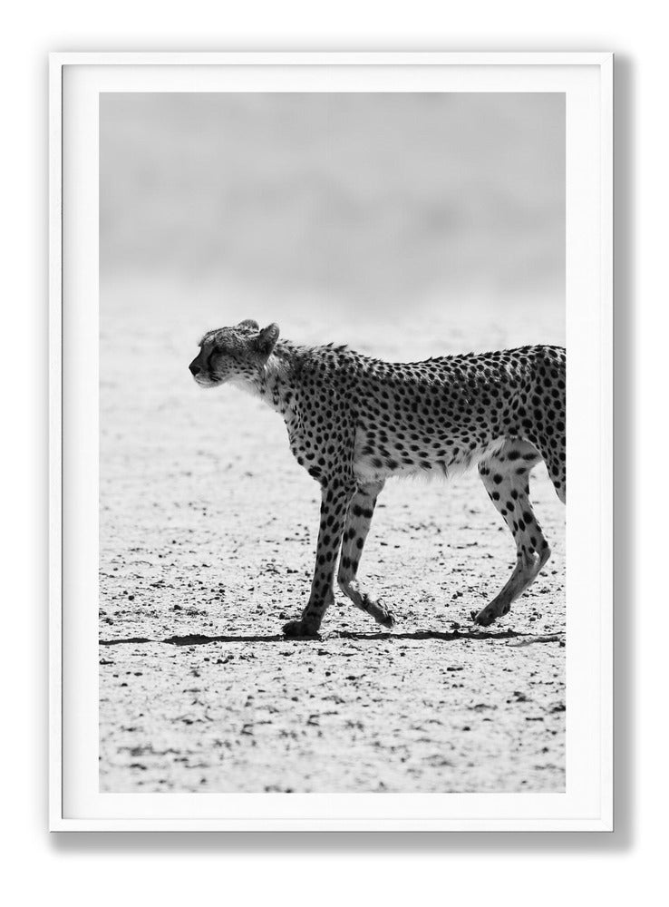 Kitty Kat No2 Plakat