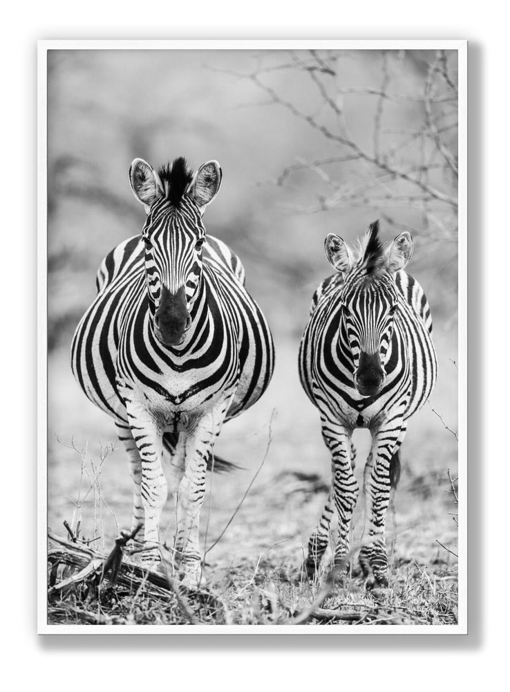Striped Horse Front On Plakat
