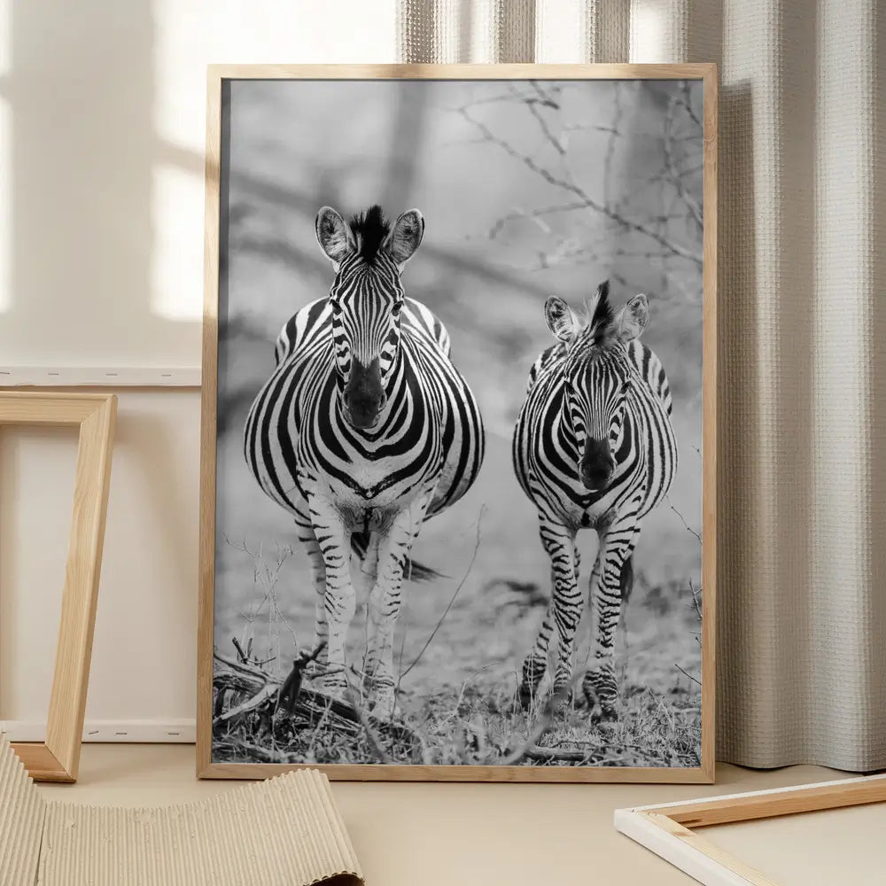 Striped Horse Front On Plakat