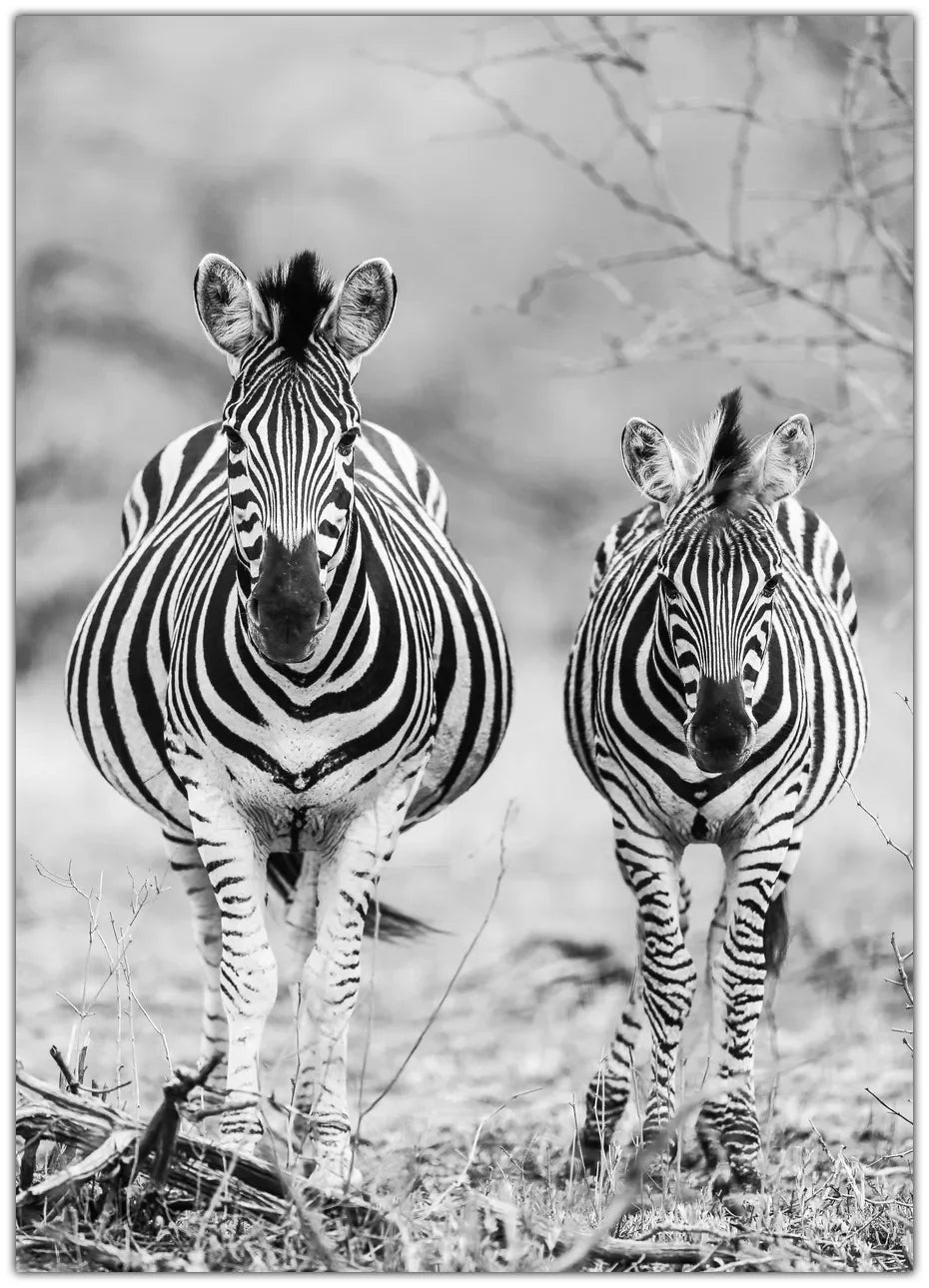 Striped Horse Front On Plakat