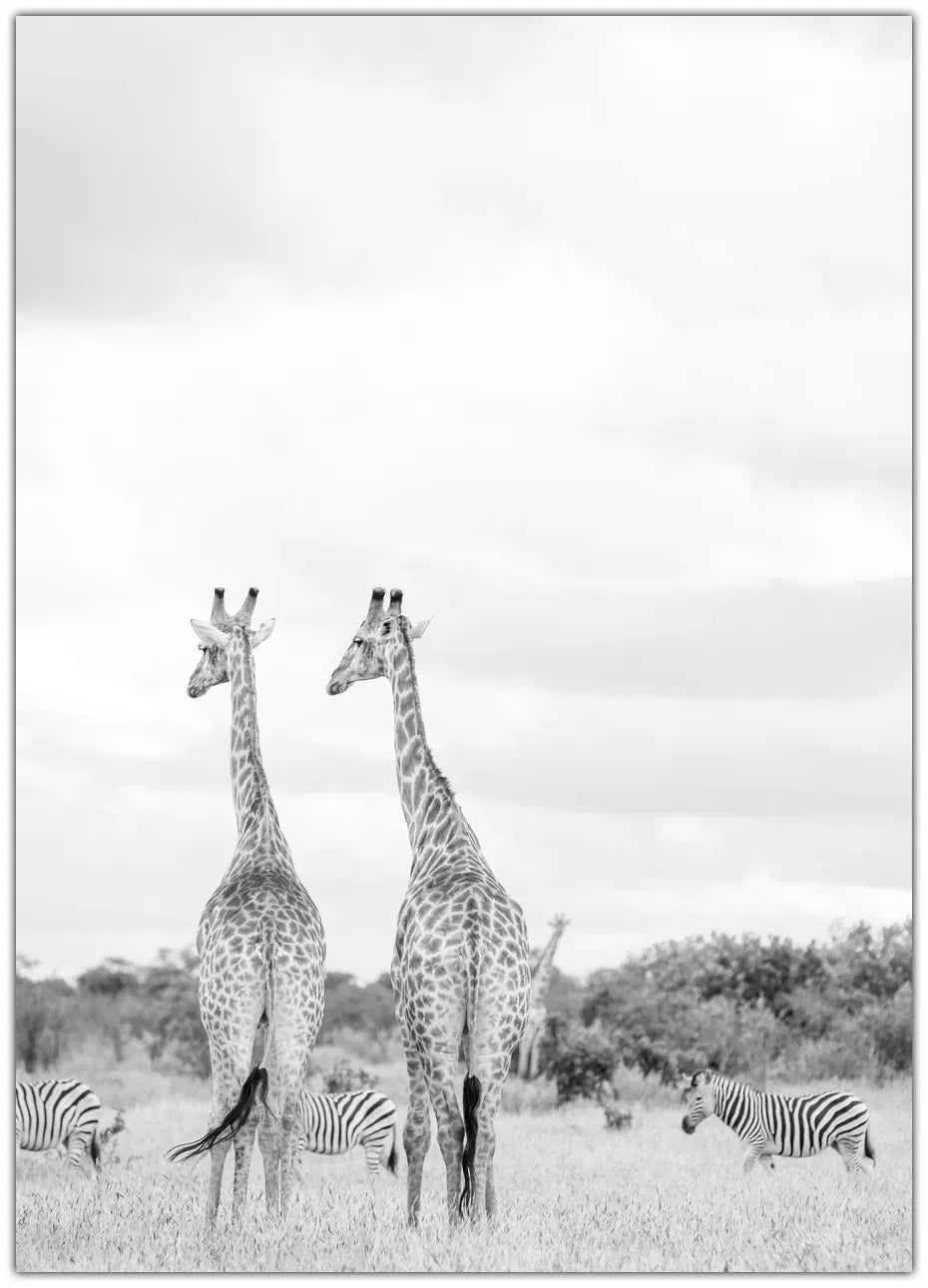 Super Safari No2 Plakat