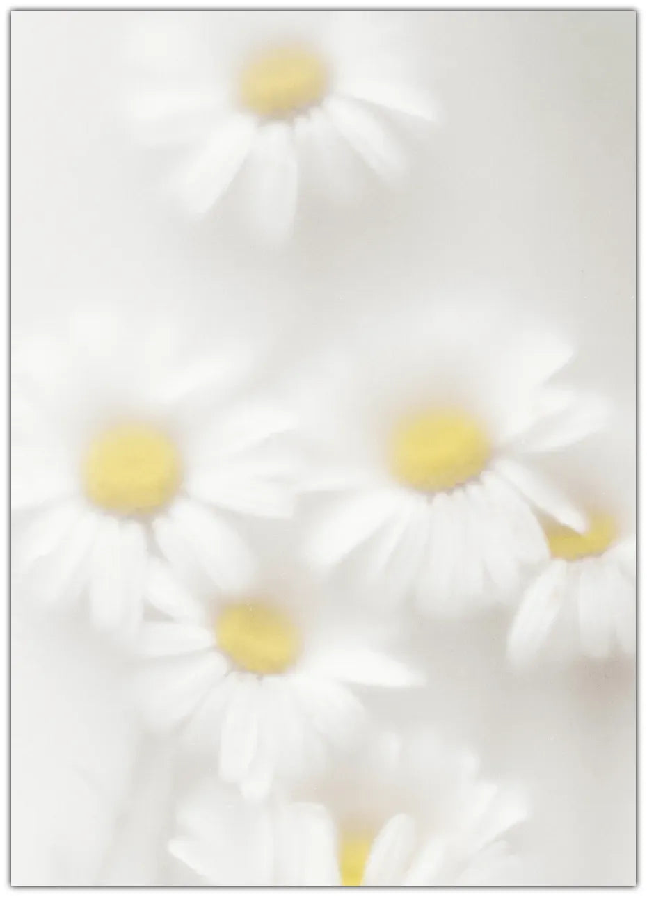Daisies Plakat