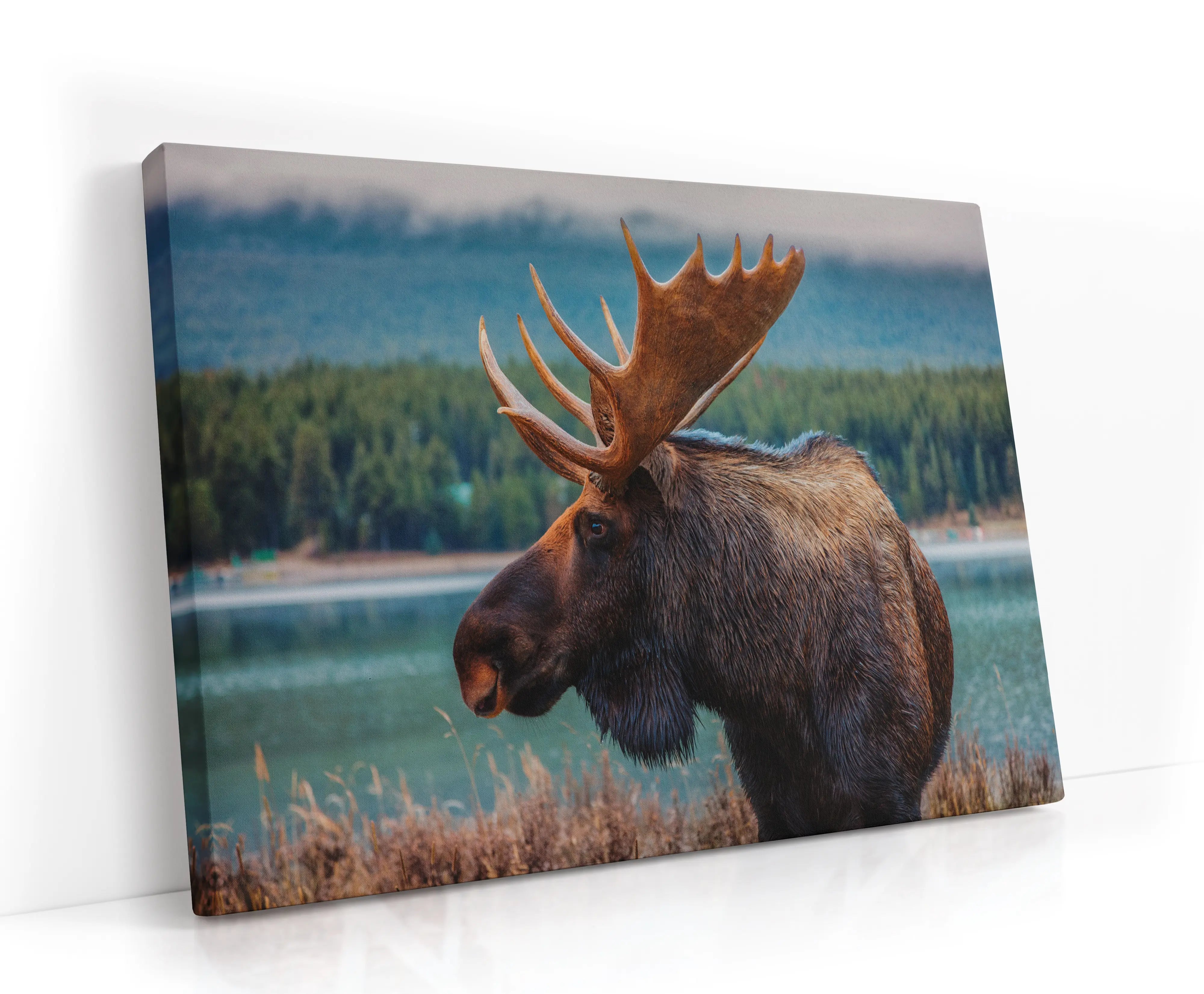 Moose Lærred