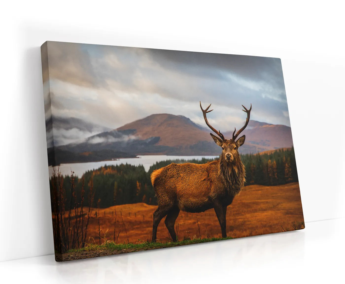 Scottish Stag Lærred