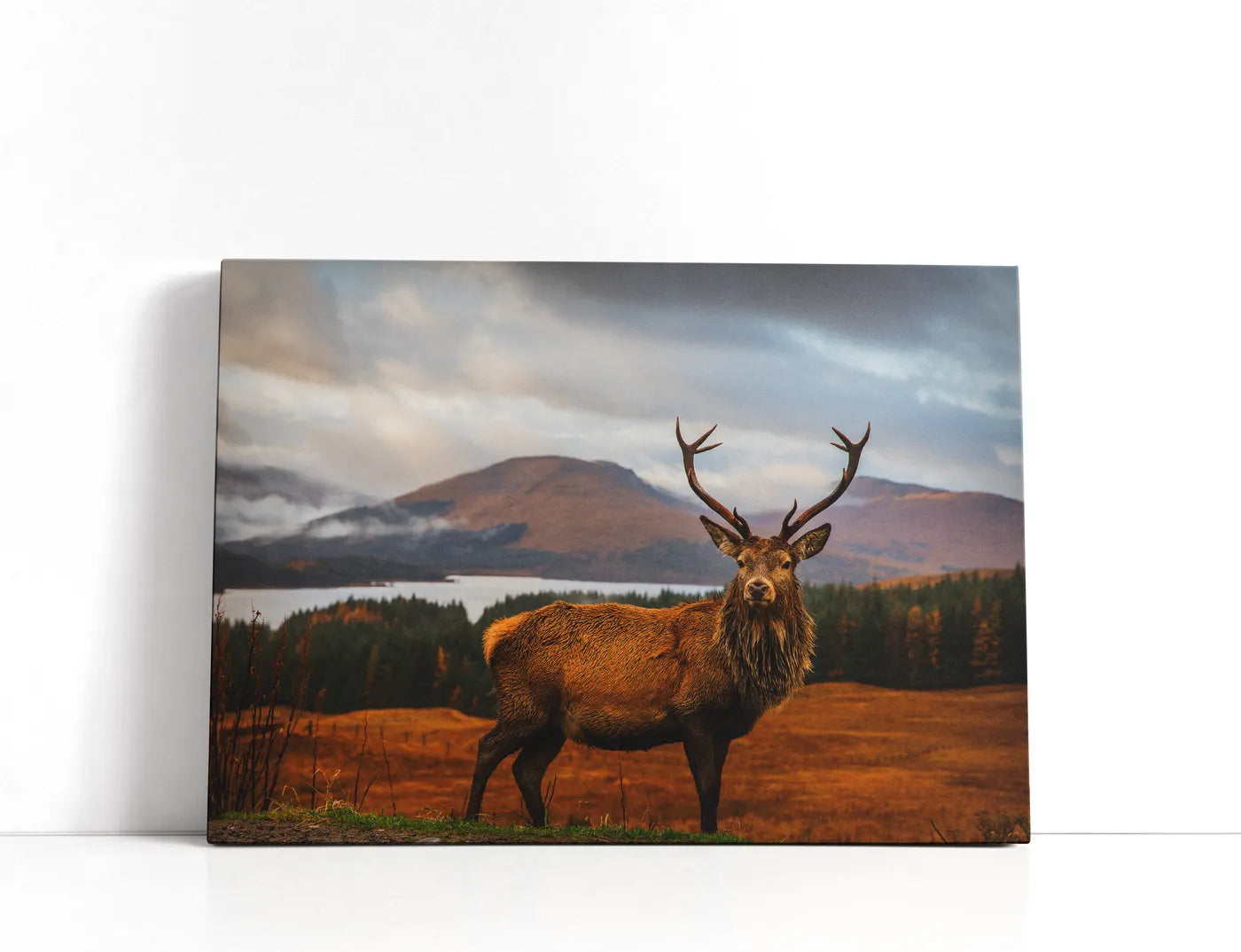 Scottish Stag Lærred