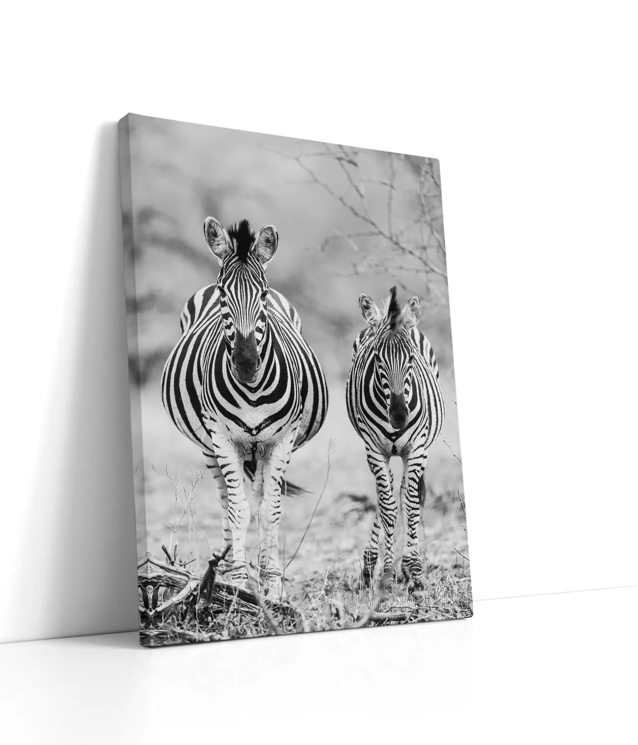 Striped Horse Front On Lærred