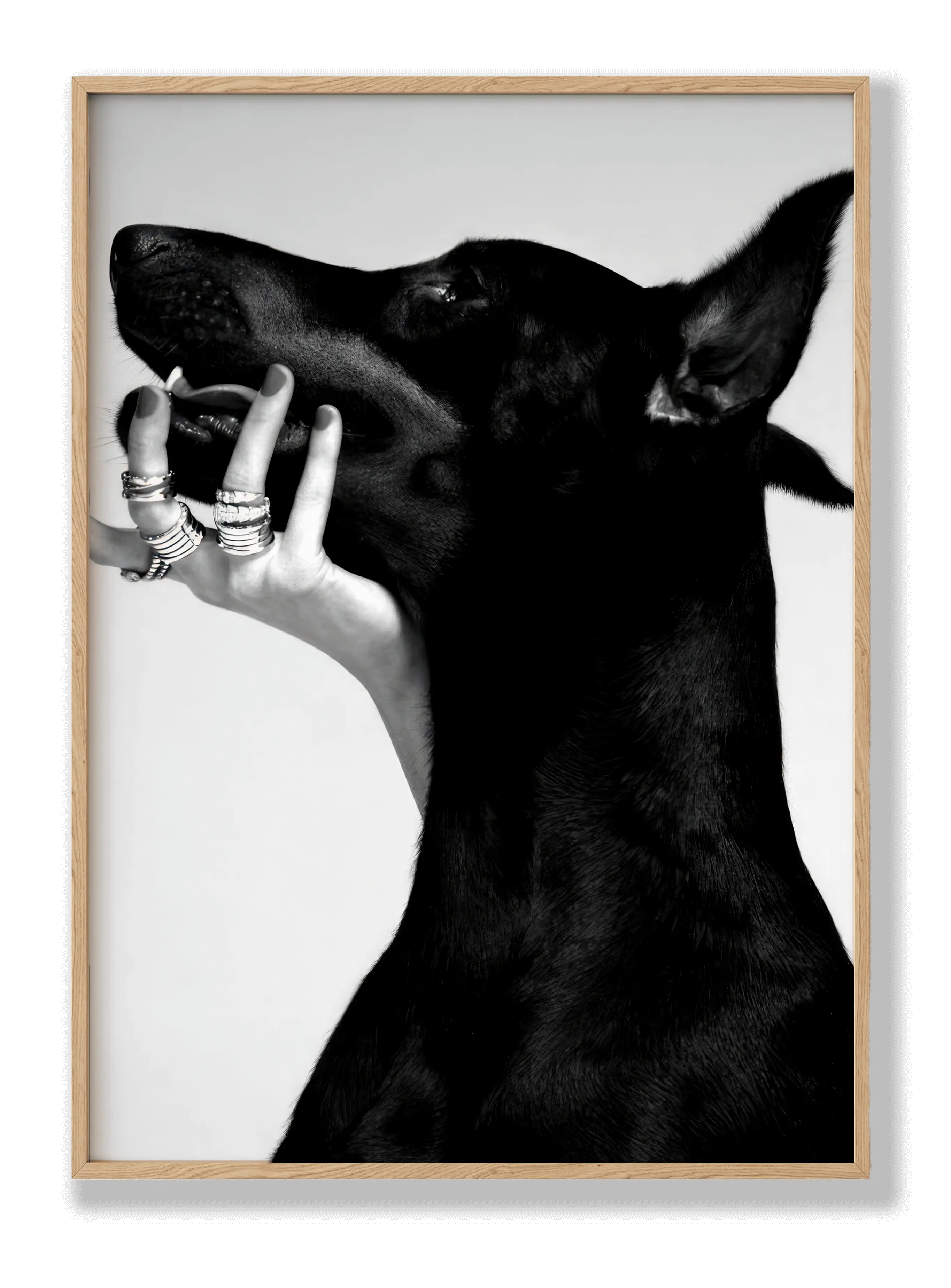 Dobermann Poster