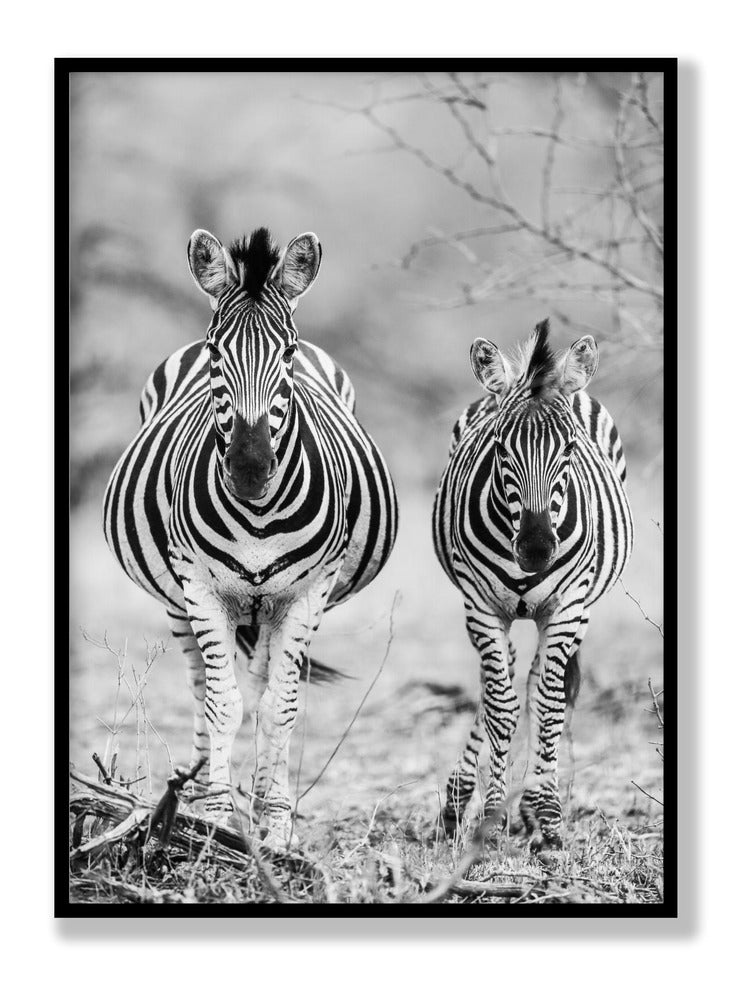 Striped Horse Front On Plakat