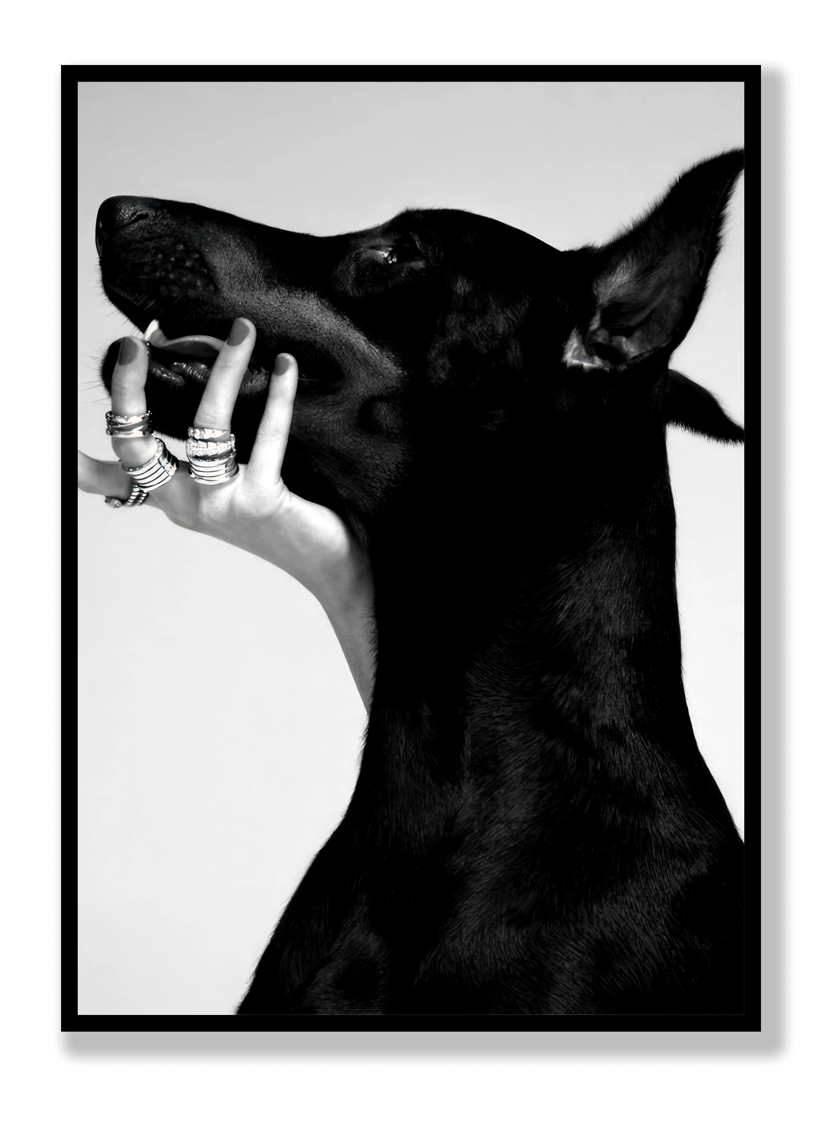 Dobermann Poster