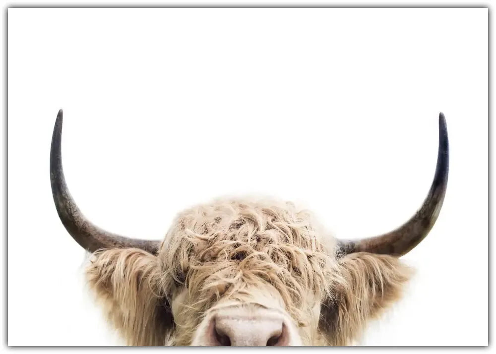 Peeking Cow Plakat