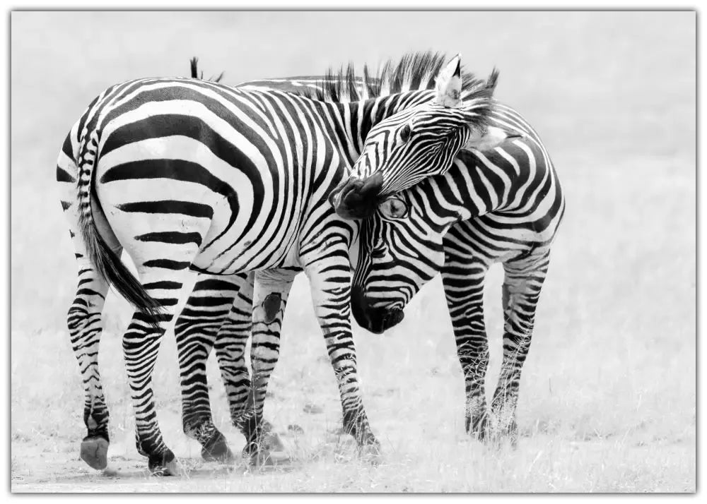 Tender Moment Plakat