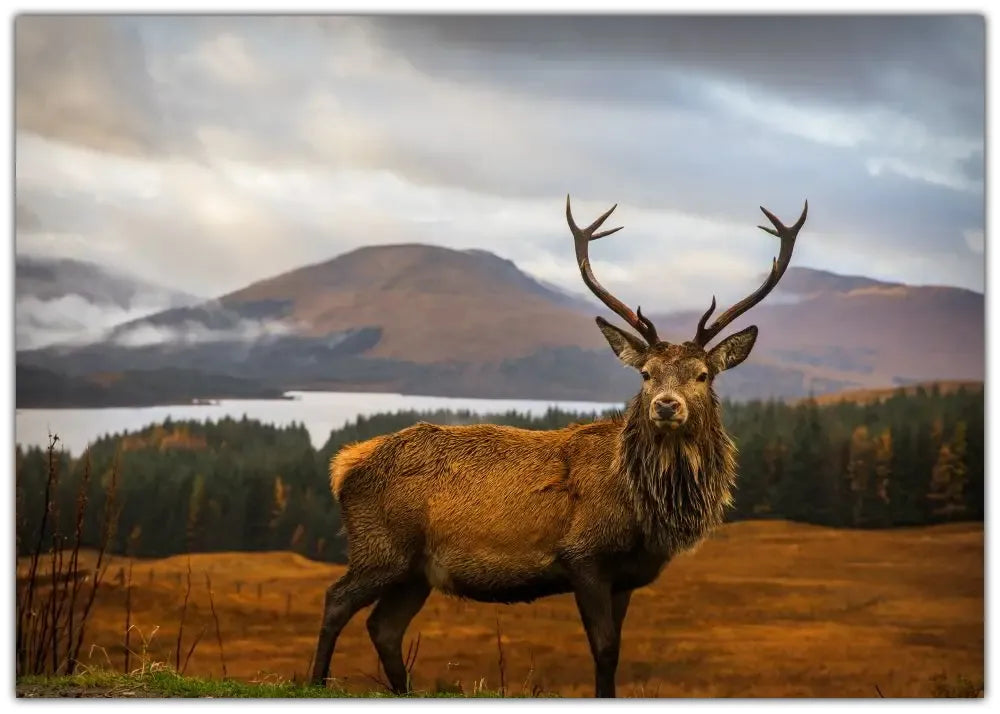 Scottish Stag Plakat