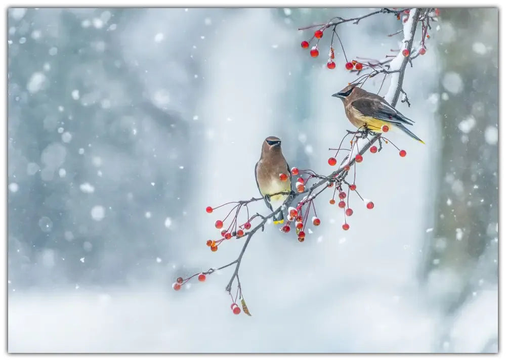 Colors of Winter Plakat