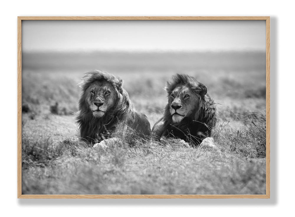 Two kings Plakat