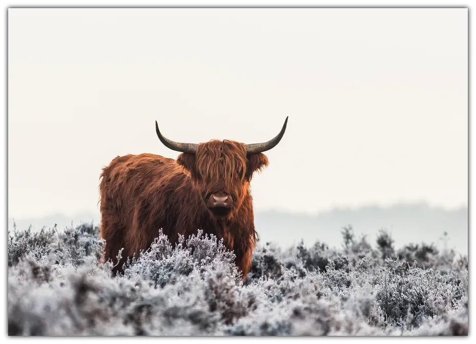 Highlander Plakat