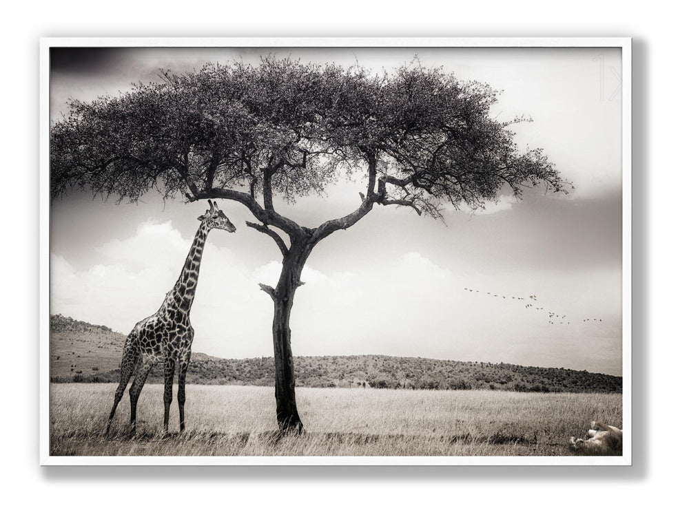 Under The African Sun Plakat