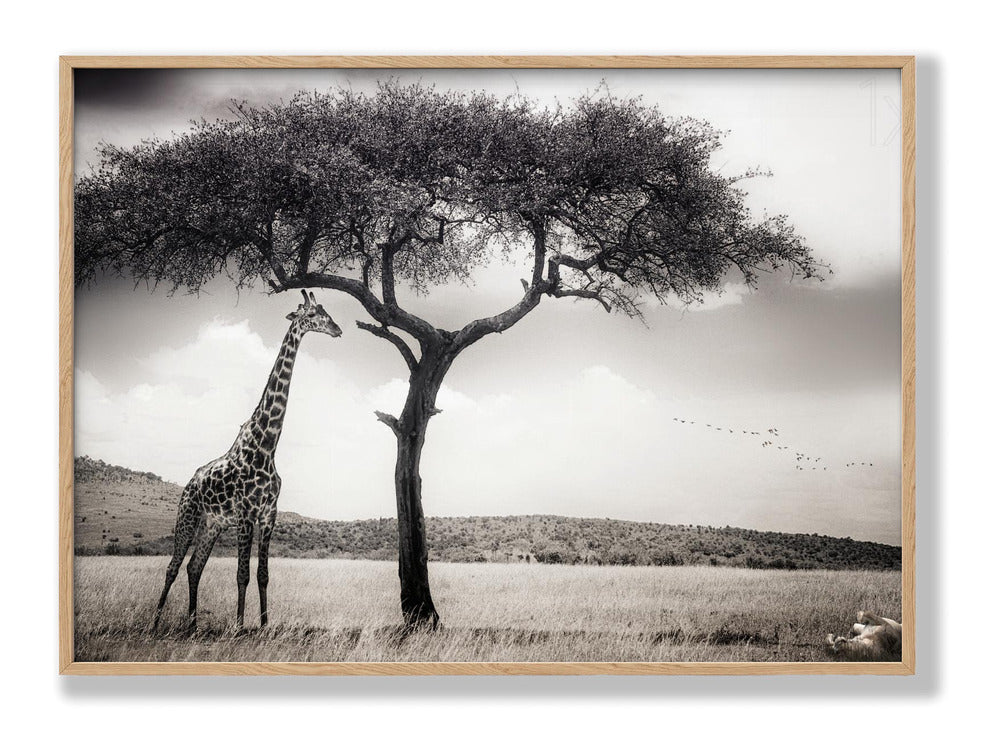 Under The African Sun Plakat