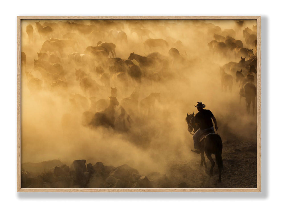 Cappadocia wild horses Plakat