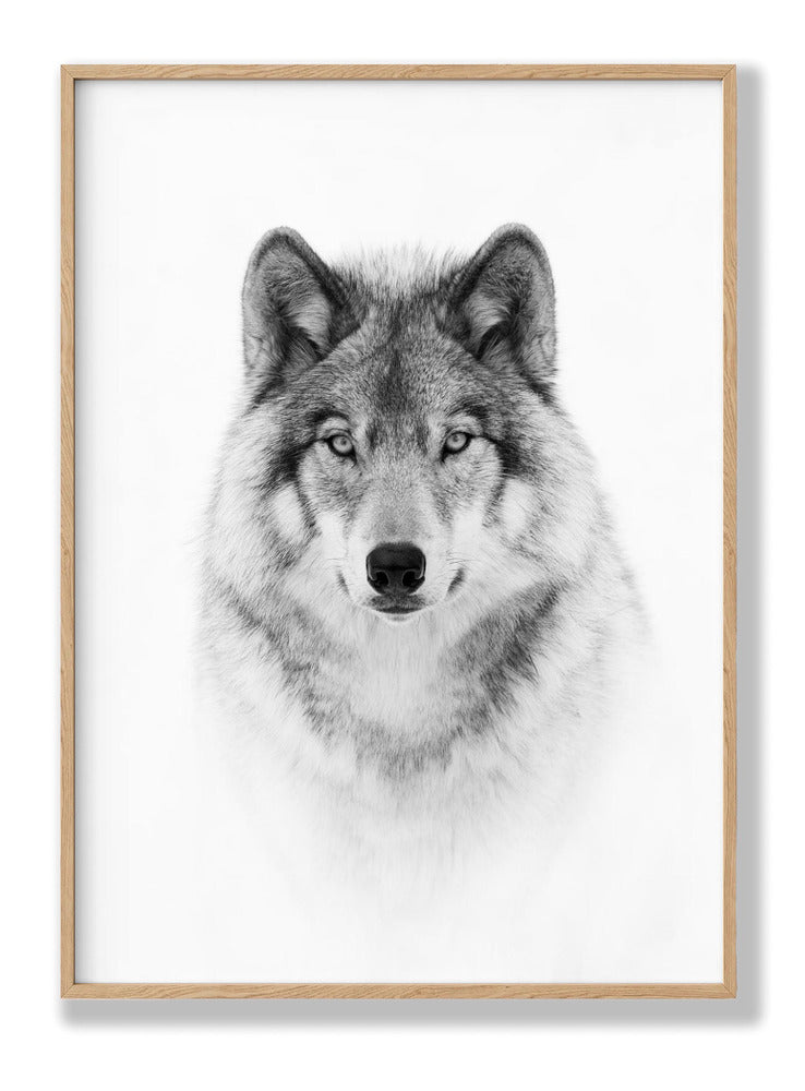 Portrait of a Timber Wolf Plakat