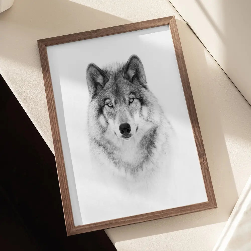 Portrait of a Timber Wolf Plakat