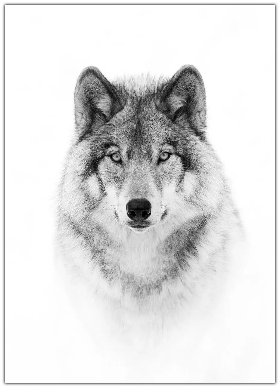 Portrait of a Timber Wolf Plakat