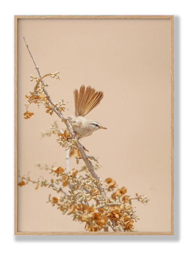 Scrub Warbler Plakat