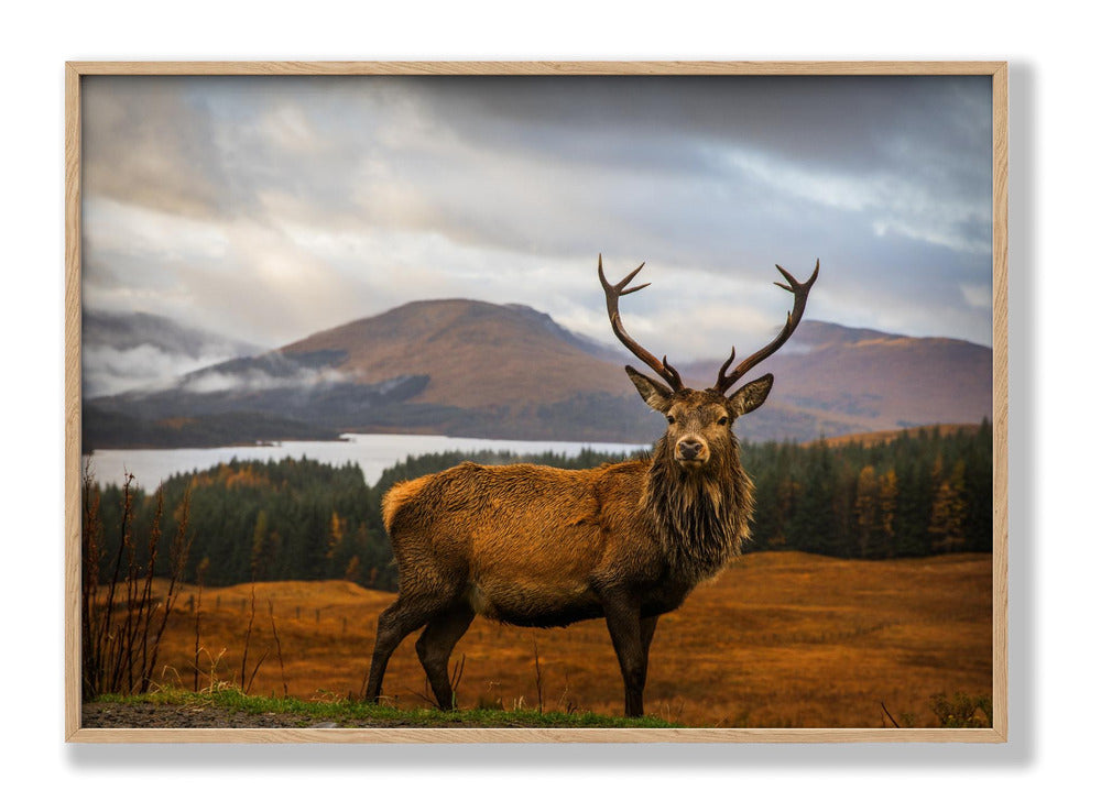Scottish Stag Plakat