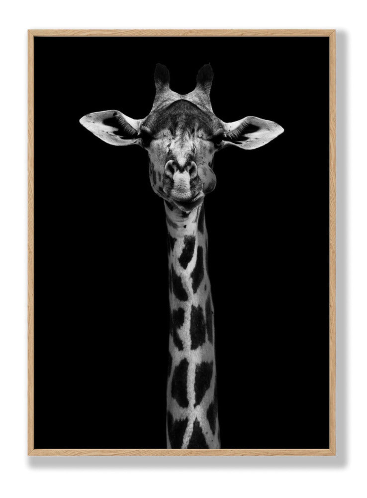 Giraffe Portrait Plakat