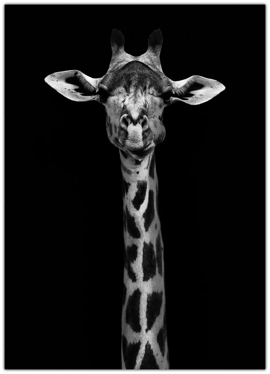 Giraffe Portrait Plakat
