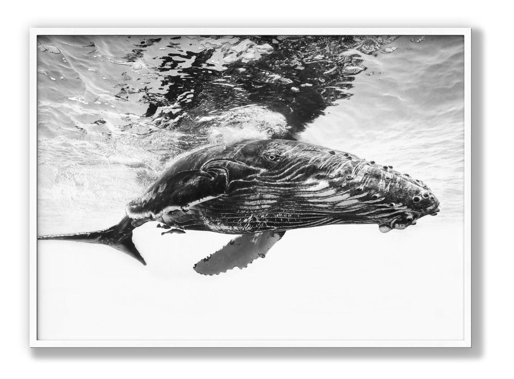 Humpback whale calf Plakat