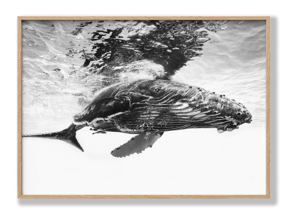 Humpback whale calf Plakat