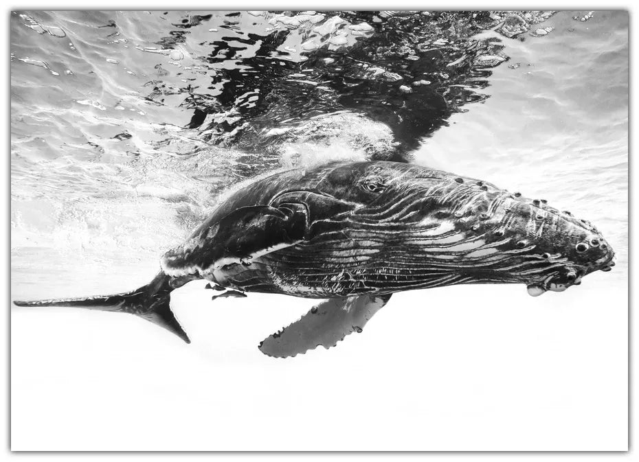 Humpback whale calf Plakat