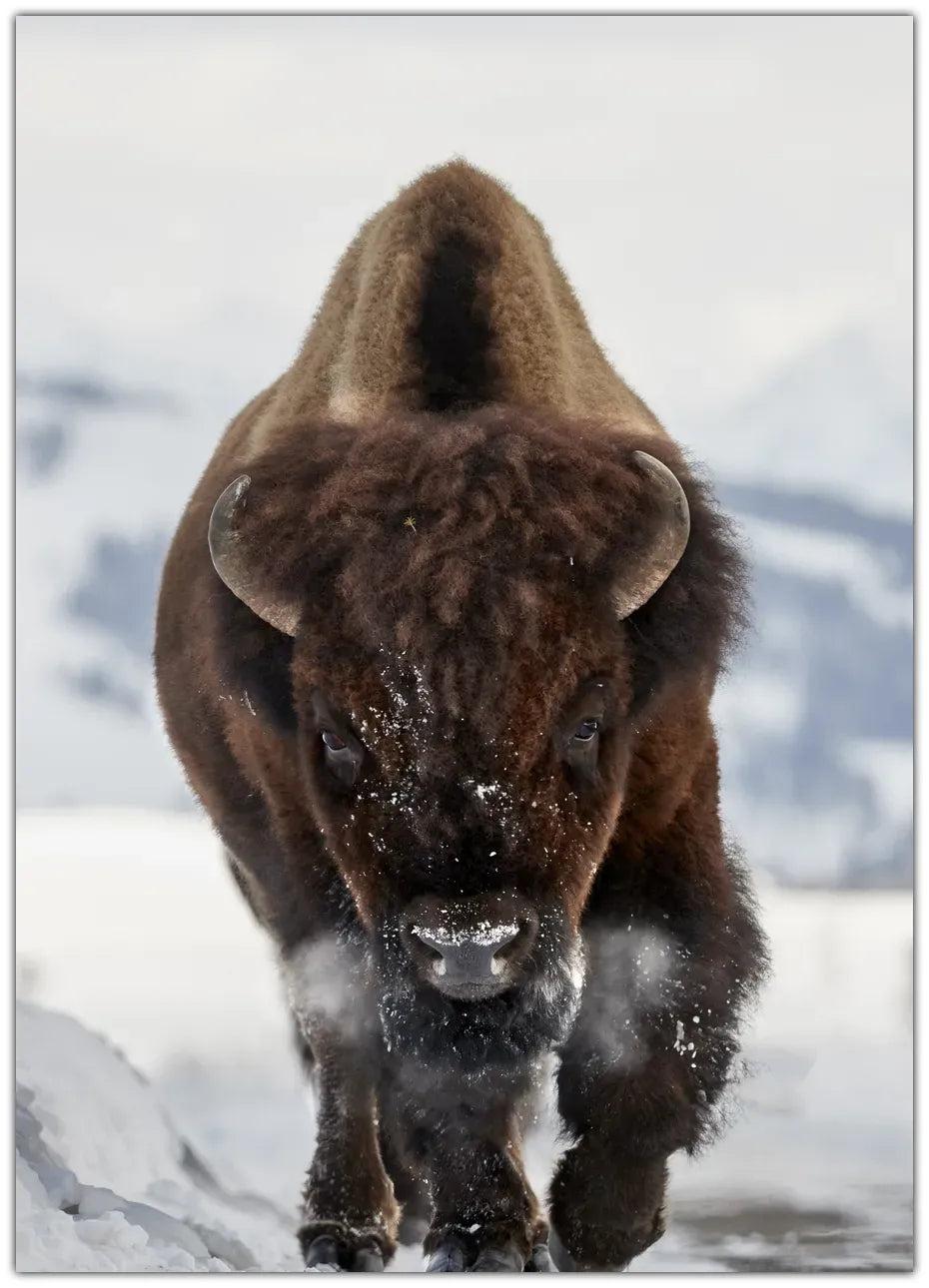 Bison Incoming Plakat