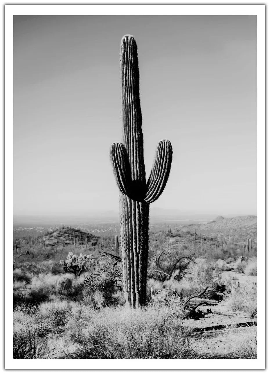 Cactus Black And White Plakat