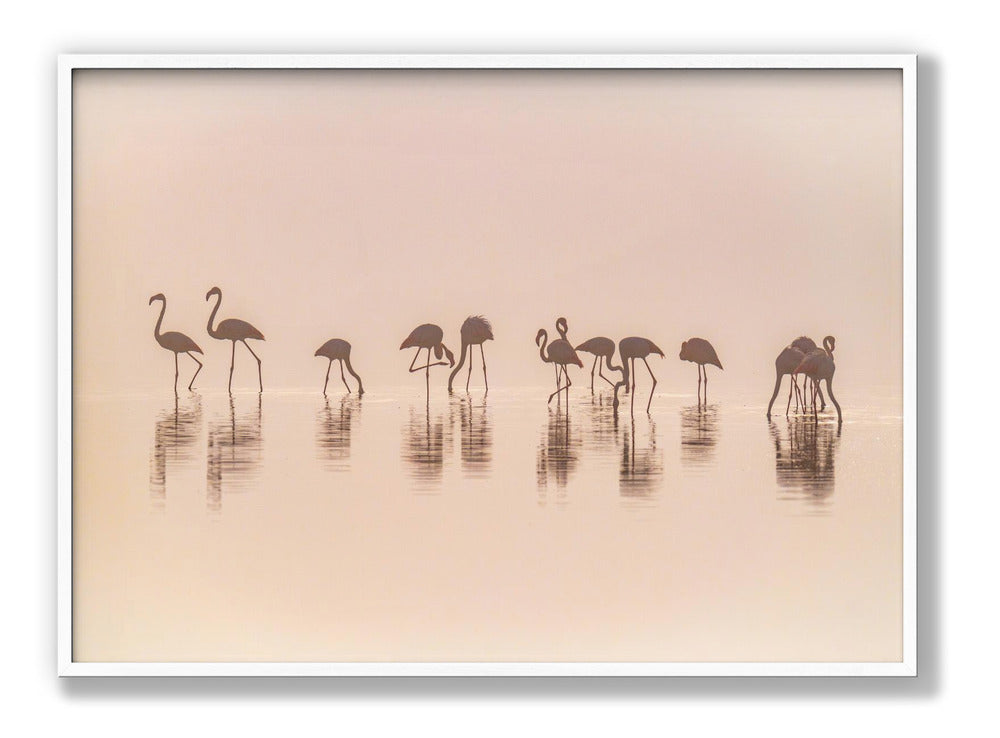 Flamingos in the mist Plakat