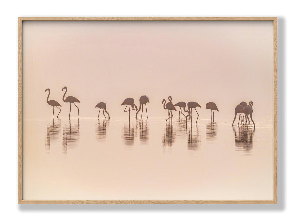 Flamingos in the mist Plakat