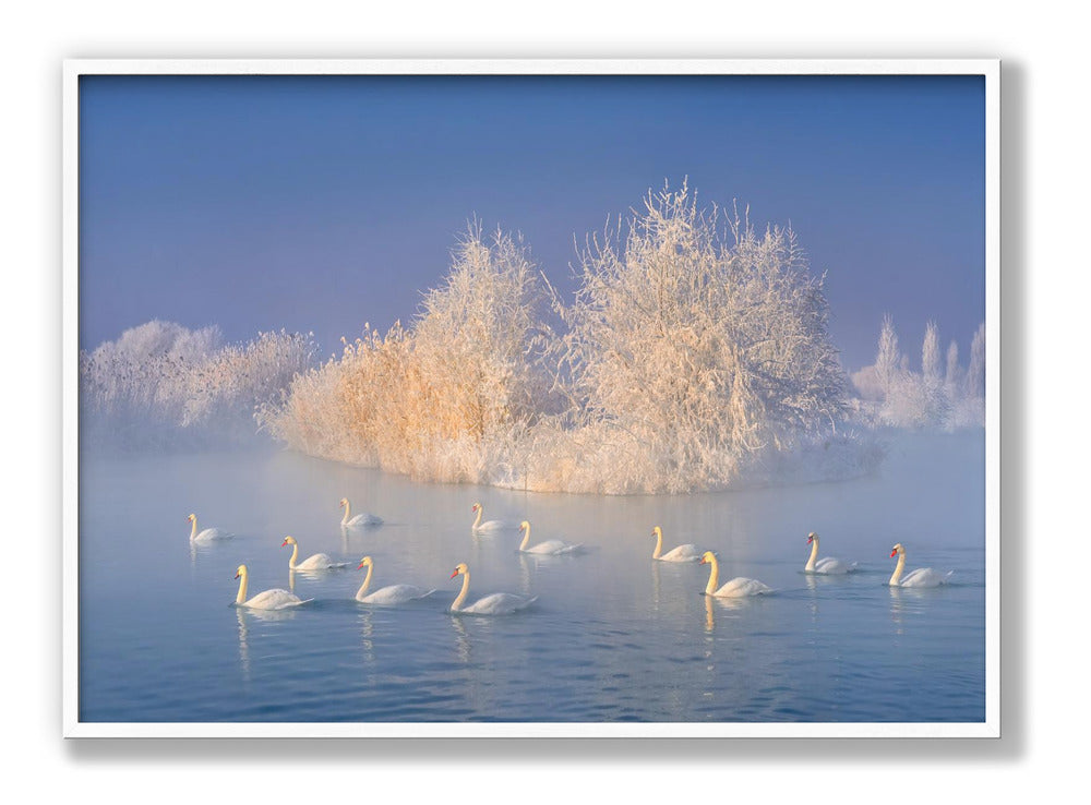Swan Lake Plakat