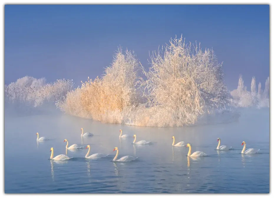 Swan Lake Plakat