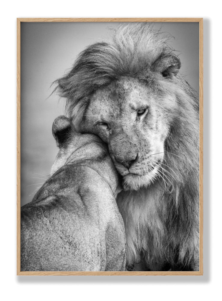 Afrikanische Liebe! Poster