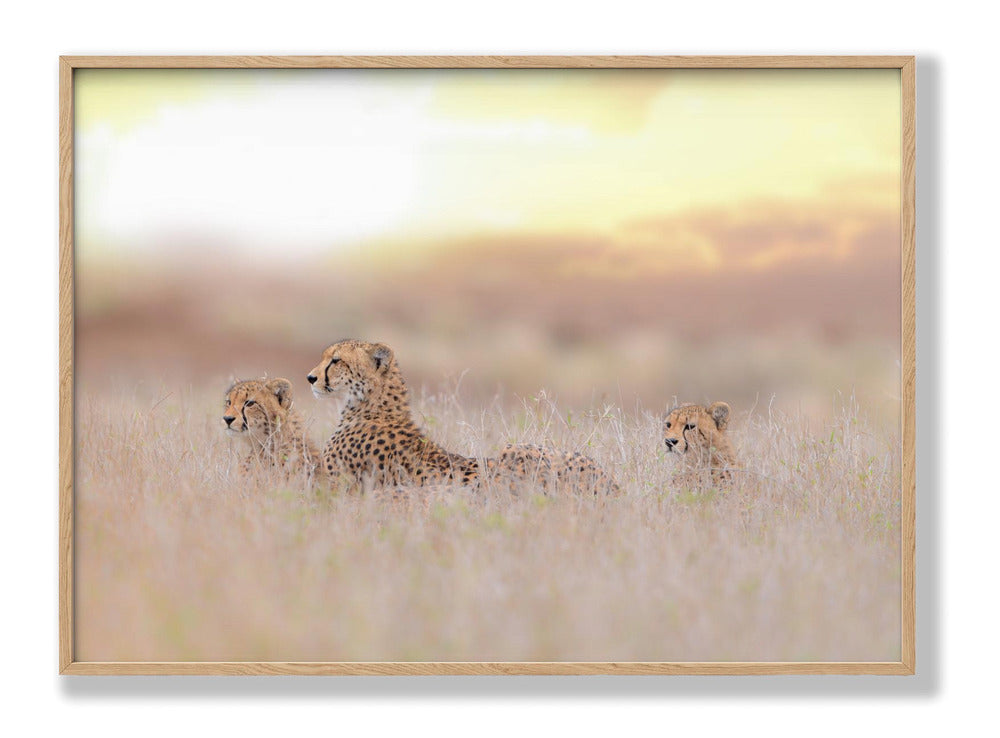 Cheetah Family Plakat
