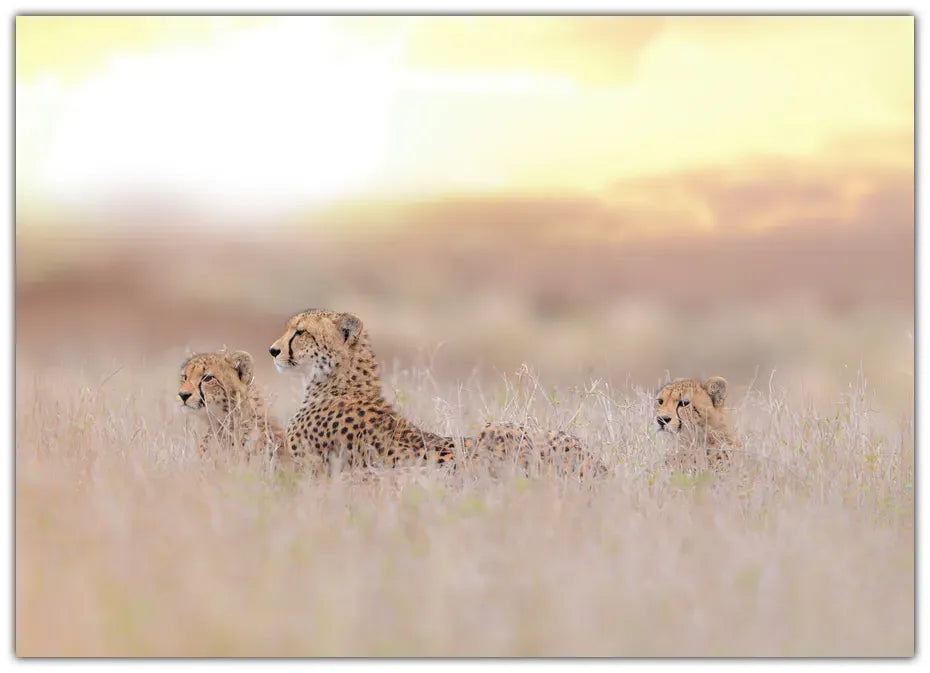 Cheetah Family Plakat