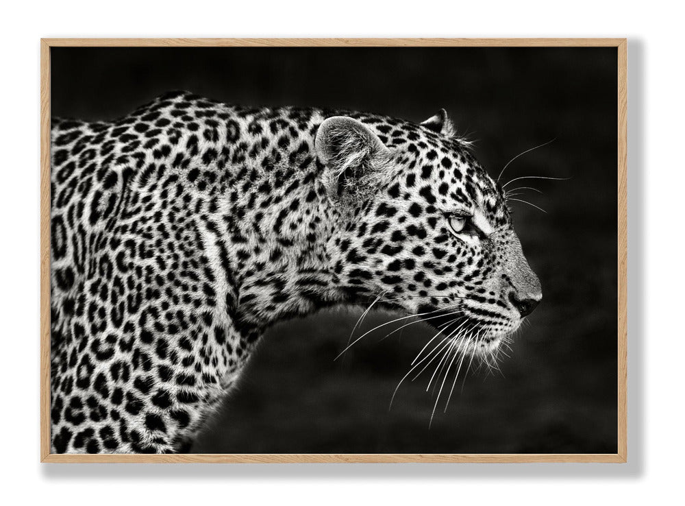 Leopard Close Up Plakat