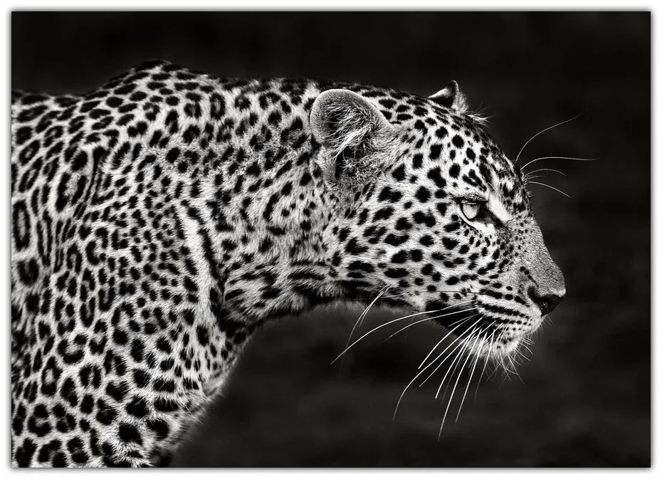 Leopard Close Up Plakat