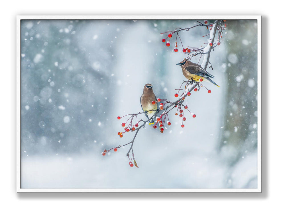 Colors of Winter Plakat